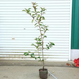 庭木　植木：西洋ベニカナメ（レッドロビン）*樹高：120ｃｍ　全高：140ｃｍ｜y-bonsai