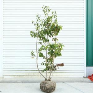 ソヨゴ 株立ち メス 樹高1.8〜2.0m前後(根鉢含まず) 単品 : 相馬