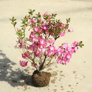 庭木：久留米つつじ/クルメツツジ イマショウジョウ（今猩々）*明るい