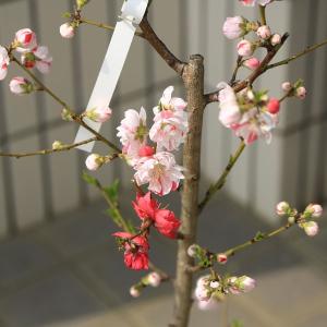 庭木・植木苗:源平桃(立ち性)*紅白の花が同時...の詳細画像1