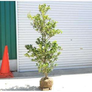 庭木：ソヨゴ そよご（単木）（雌株）* 樹高：約150cm 全高：約
