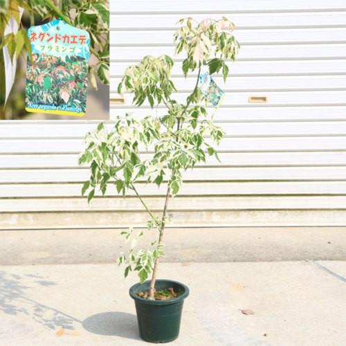 庭木・植木・苗：ネグンドカエデ*（フラミンゴ）or(ケリーズコールド)or(オーレア)　品種をお選び...