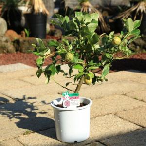 苗・庭木・植木：斑入りレモン（ピンクレモネード）*レモン　苗木　接木3年生　樹高50ｃｍ　　希少品種です　｜y-bonsai