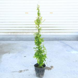 庭木苗：斑入りプリペット（レモンアンドライム）ツリー型　苗木　樹高70ｃｍ｜y-bonsai