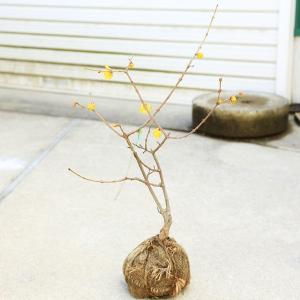 庭木・植木：満月ロウバイ（満月ろうばい）根巻小苗　樹高：40ｃｍ　鉢植えにもオススメ！｜y-bonsai