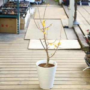 庭木・植木　鉢植え：満月ロウバイ*（満月ろうばい）全高100ｃｍ　玄関やベランダでも置ける丈夫な陶器鉢植え