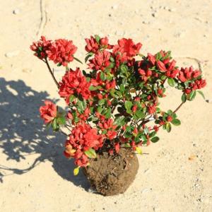 庭木：久留米つつじ/クルメツツジ 　（太陽）*燃えるよう赤色｜y-bonsai