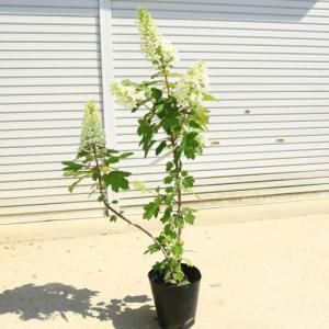 庭木・植木：カシワバアジサイ(八重咲)*７寸ポット大｜y-bonsai