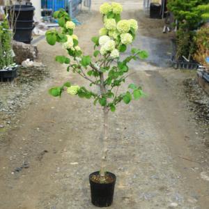 庭木・植木苗：ビバーナム　オオデマリ（白花）　単木　ポット　樹高80ｃｍ　*お花は終了しました。｜y-bonsai