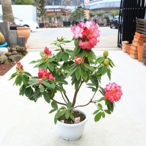 庭木　植木：西洋しゃくなげ（リージェント）*西洋石楠花　シャクナゲ　現品限り　樹高88ｃｍ｜y-bonsai