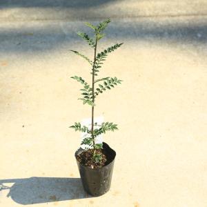 庭木・植木：花山椒（はなざんしょう）ハナザンショウ　受粉木　サンショウ雄木｜y-bonsai
