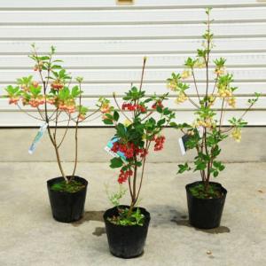 庭木・植木　ドウダンツツジ（満天星ツツジ）紅更紗、口紅更紗、岩しだれ　柳葉　お選びください。　樹高30-50ｃｍ｜y-bonsai
