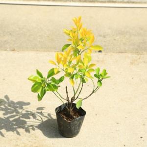 庭木苗：黄金マサキ（黄金正木）おうごんまさき*｜y-bonsai