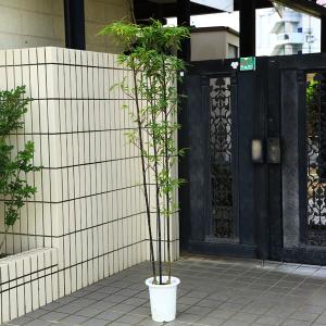 庭木：黒竹（くろちく）*　樹高：150ｃｍ　全高170ｃｍ　佐川急便発送｜y-bonsai