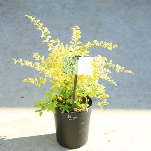 常緑低木 斑入り 常緑樹の植木 庭木 の商品一覧 苗木 植木 花 ガーデニング 通販 Yahoo ショッピング