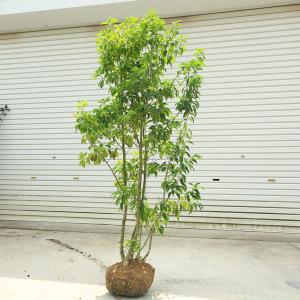 ソヨゴ 苗木 植木 の商品一覧 花 ガーデニング 通販 Yahoo ショッピング