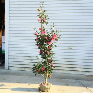 庭木・植木・シンボルツリー：サザンカ(紅乙女)　樹高100ｃｍ｜y-bonsai