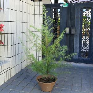 モミの木 常緑樹の植木 庭木 の商品一覧 苗木 植木 花 ガーデニング 通販 Yahoo ショッピング