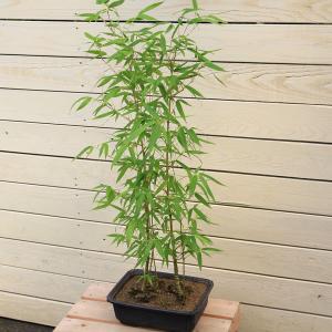 庭木　盆栽向き：ホテイチク（布袋竹）* 佐川急便｜y-bonsai