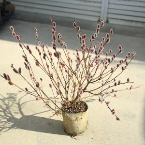 猫柳の商品一覧 通販 Yahoo ショッピング