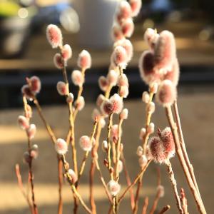 庭木・植木・低木:ピンクネコヤナギ 全高90c...の詳細画像1