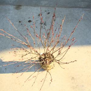 庭木・植木・低木:ピンクネコヤナギ 全高90c...の詳細画像3