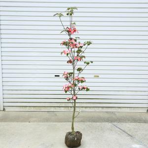 送料無料  庭木：花水木（ハナミズキ）赤花　根巻*　樹高：約150ｃｍ 佐川急便発送｜y-bonsai