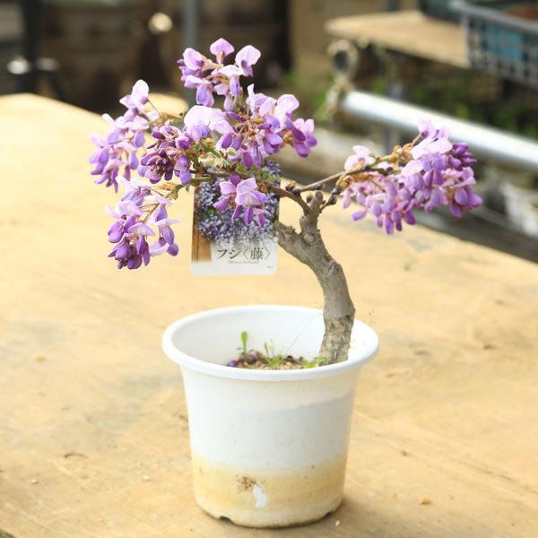 庭木　植木：だるま藤（ダルマ藤）*やまふじ　紫花