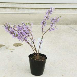 庭木・植木：長寿桜（丁子桜）藤もどき　樹高30ｃｍ*｜y-bonsai