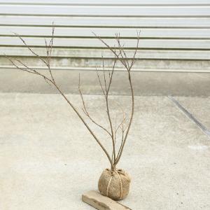 庭木・植木:長寿桜(丁子桜)藤もどき 樹高30cm*の詳細画像1