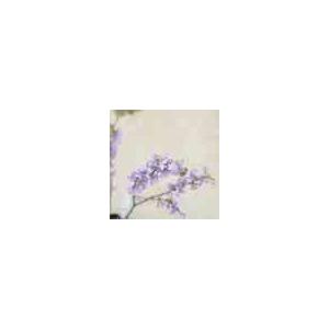 庭木・植木:長寿桜(丁子桜)藤もどき 樹高30cm*の詳細画像2