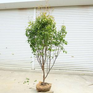 オリーブの木 ミッション 約1.5m 現品発送 特大株 大型苗木 観葉 オリーブの木 ミッション 約1.5m 現品発送 特大株 大型苗木 観葉