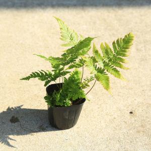 庭木・植木　苗木：ベニシダ（Dryopteris erythrosora）*グランドカバーなどにシダと言えばコレ！！　佐川急便発送｜y-bonsai