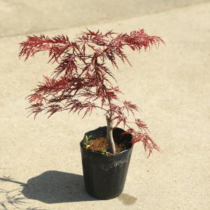 しだれ紅葉 苗木 植木 の商品一覧 花 ガーデニング 通販 Yahoo ショッピング