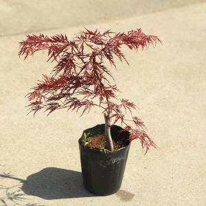 庭木・植木・盆栽向き：紅しだれもみじ(枝垂れもみじ)*　紅枝垂れ紅葉　低いポット苗　 n0709｜y-bonsai