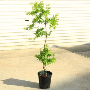 希少種 鉢植えモミジ ゲイシャゴーンワイルド 約1.3m 現品販売 特大株
