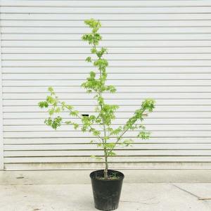 庭木 植木：男ヨウゾメ（オトコヨウゾメ）*おとこようぞめ : 遊恵盆栽