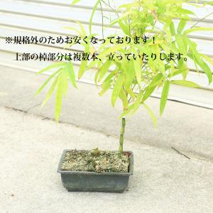 庭木 竹の商品一覧 通販 Yahoo ショッピング