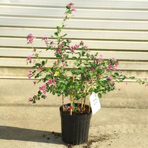 塊根植物：イポメア・ホルビー*（現品 一品限り） : 遊恵盆栽 Yahoo!店