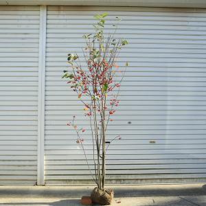 現品発送 アロニア（クックベリー） 株立 樹高1.4-1.9m(根鉢含まず