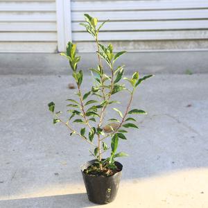 庭木　植木　苗：お茶の木　狭山カオリ*サヤマ茶　サヤマカオリ　さやまかおり｜y-bonsai