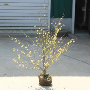 庭木・生垣：日向水木（ひゅうがみずき）ヒュウガミズキ　姫水木　*樹高70ｃｍ　幅60ｃｍ｜y-bonsai