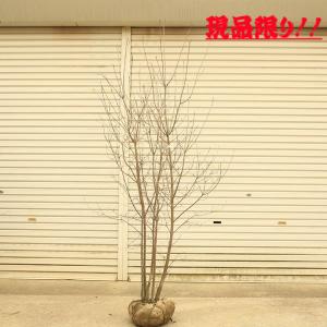庭木：ドドナエア ポップブッシュ プルプレア* 特大株 樹高170cm