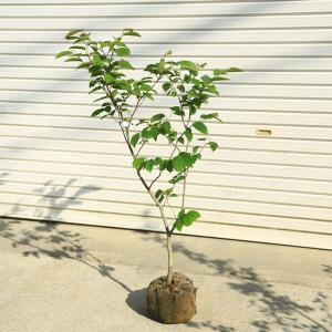 苗・盆栽苗：小葉性楓 かえで * コバショウカエデ 盆栽向きカエデ