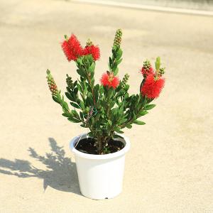 庭木・植木：ハンカチノキ（ダビディア）ハンカチの木* 白く美しい花が