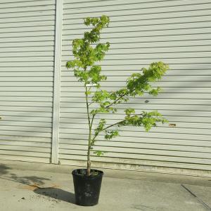 紅しだれモミジ 約2m 現品発送 特大株 植木 苗木 大苗 希少な赤葉の