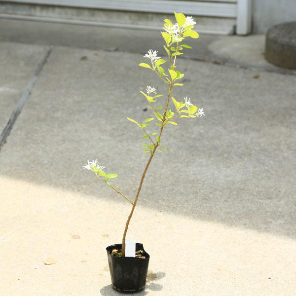 庭木・植木：一才ヒトツバタコ（なんじゃもんじゃの木）ナンジャモンジャ　*佐川急便発送