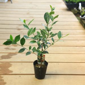 庭木　植木　苗　茶花：お茶の木（紅富貴）*　べにふうき　白花｜y-bonsai