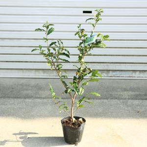 庭木　植木　苗　茶花：お茶の木（やぶきた茶）*　白花｜y-bonsai