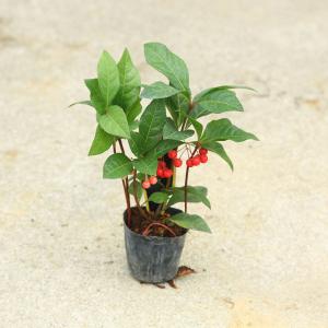 おしゃれ 観葉植物 キンモウコウ：ゴールデンモンキー タカワラビ*金毛